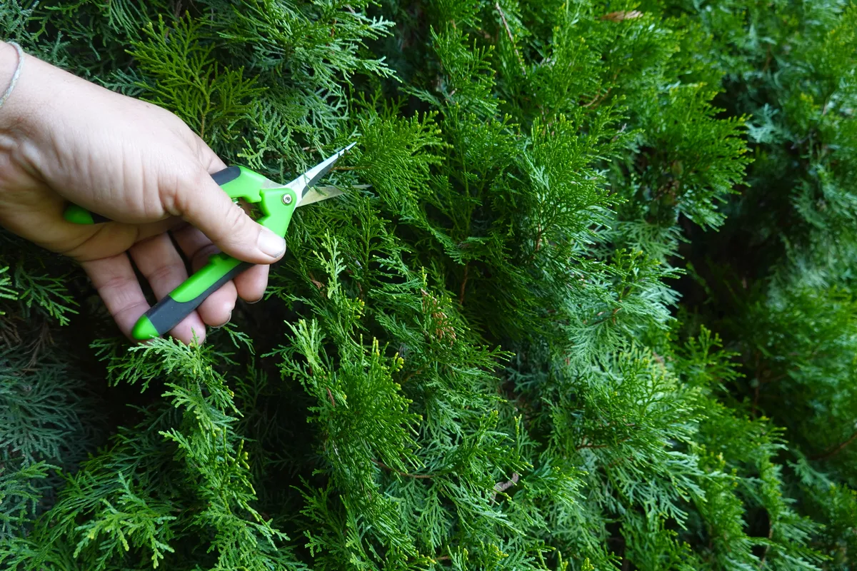 Jak i kiedy ciąć tuje?
