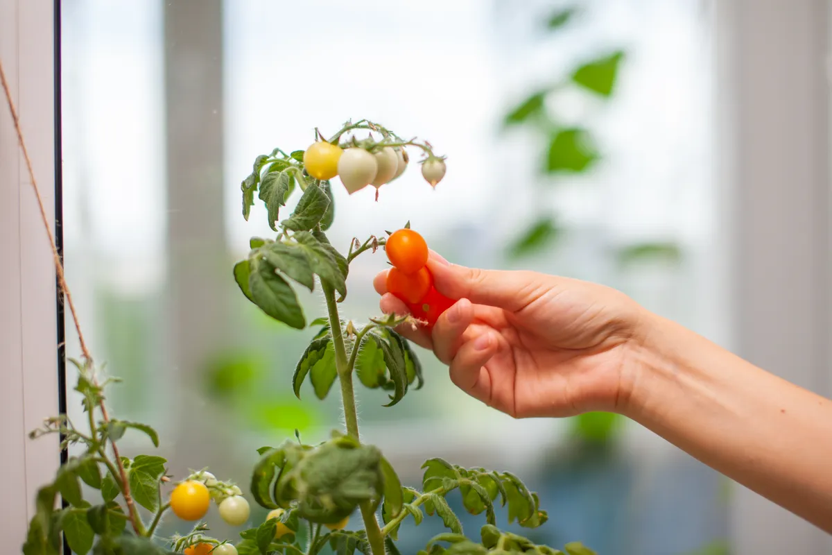 Jak przyspieszyć dojrzewanie pomidorów na krzaku i w domu – praktyczny poradnik