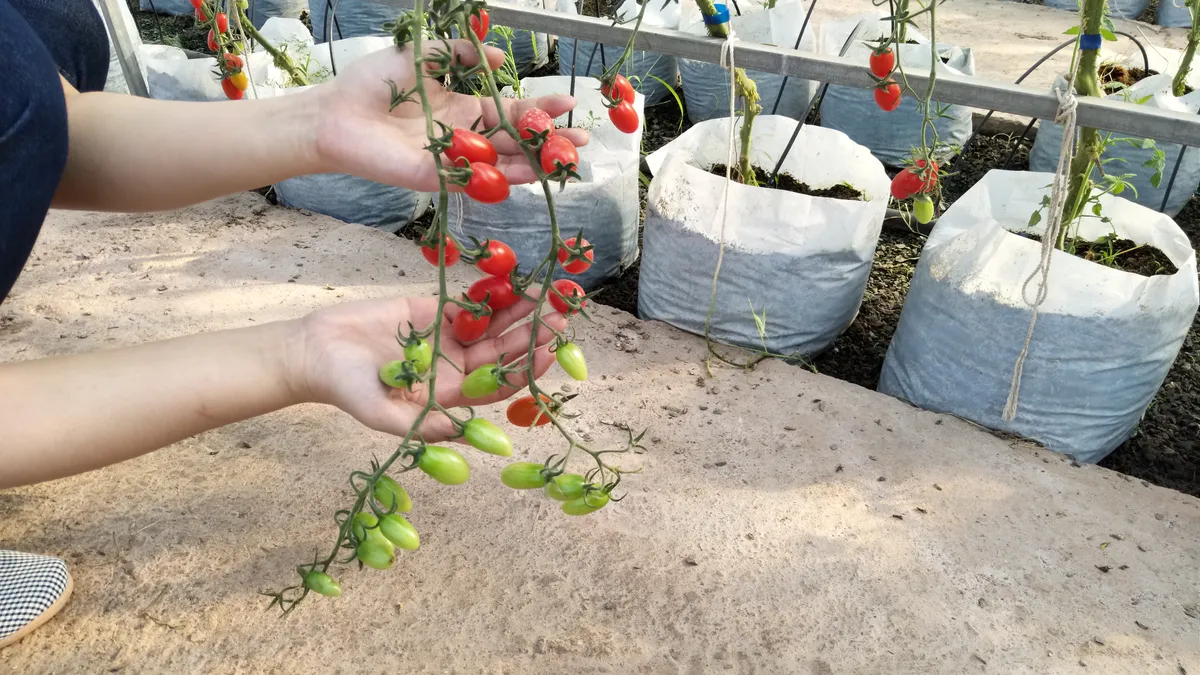 Jakie odmiany pomidorów wybrać do gruntu, szklarni i na balkon? Praktyczny poradnik