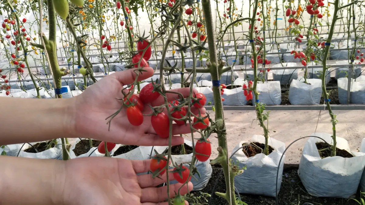 Kiedy siać, doświetlać i pikować pomidory? Praktyczny kalendarz i instrukcja krok po kroku