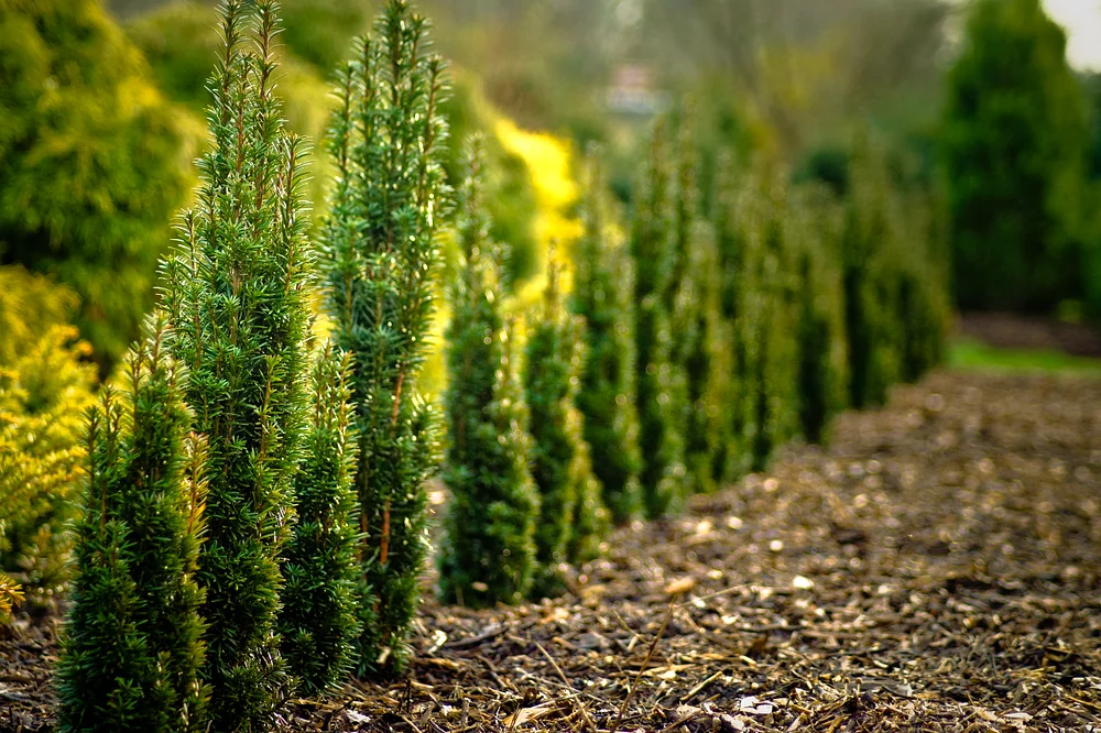 Kiedy i czym nawozić tuje?
