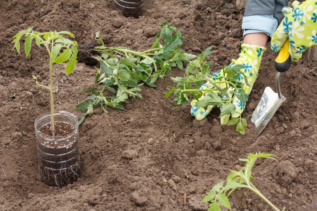 Sadzenie pomidorów do gruntu i pod osłony: terminy, techniki i najczęstsze błędy