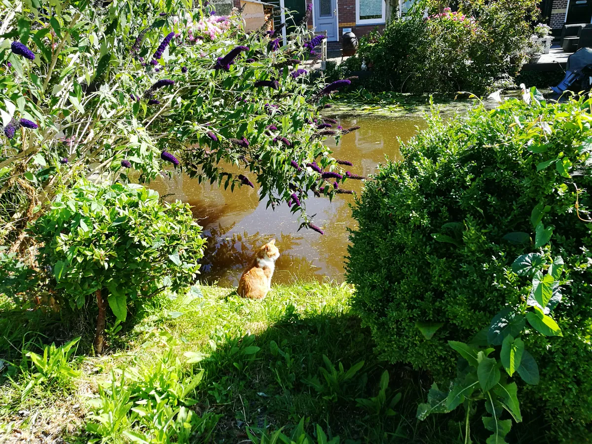 Tuje a zwierzęta i sąsiedztwo roślin